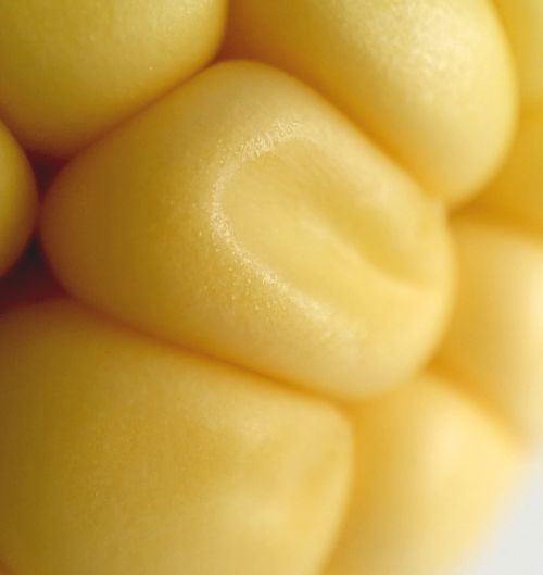 corn yellow cornfield