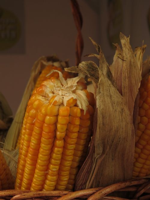 corn food grain