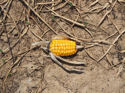corn arid soil