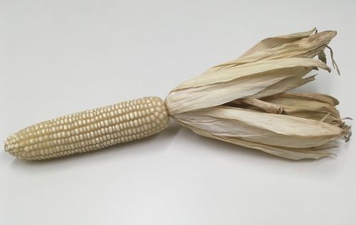 corn corncob food