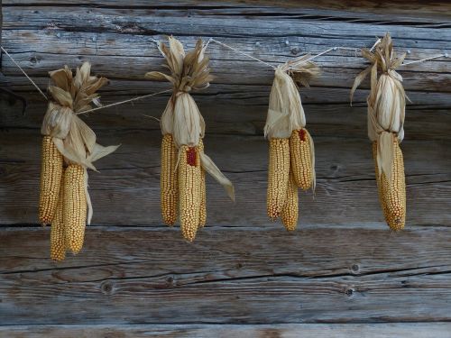 corn autumn corn on the cob