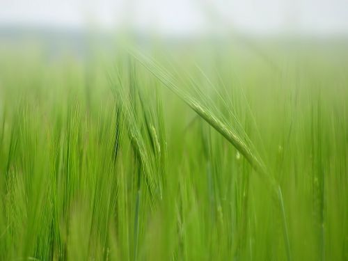 corn corn field field