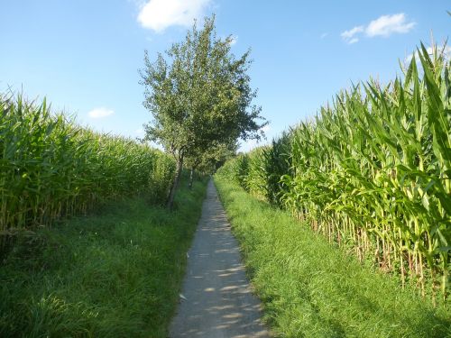 corn away lane