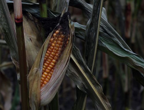 corn corn on the cob field
