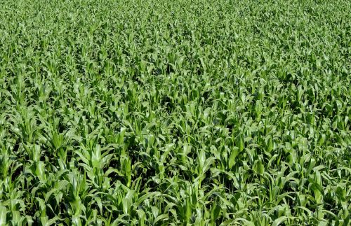 corn plantation cornfield