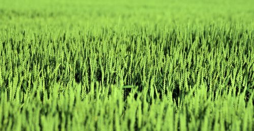 corn nature field