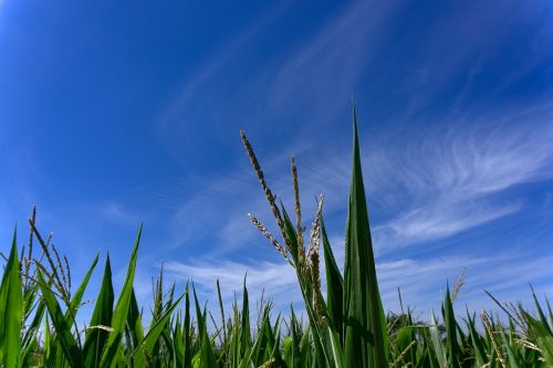 corn cornfield field