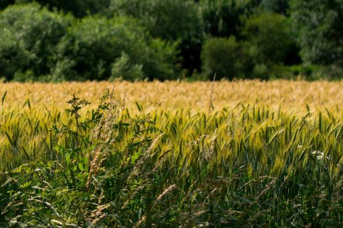 corn wheat field