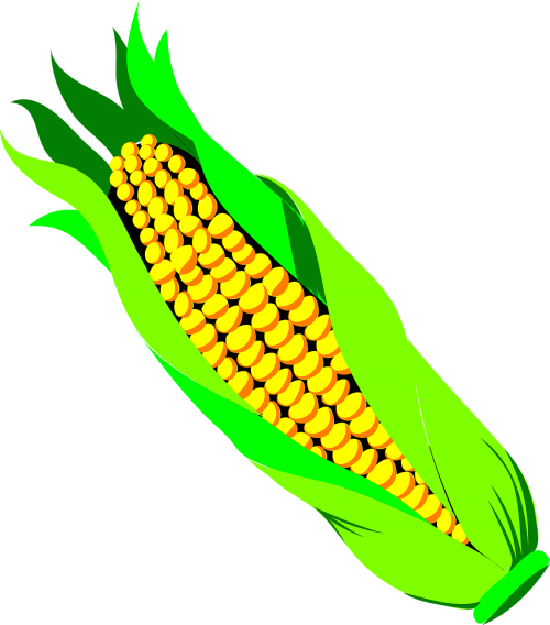 corn spike agriculture
