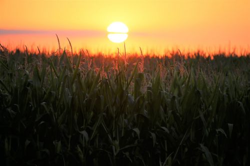 corn sunset agriculture