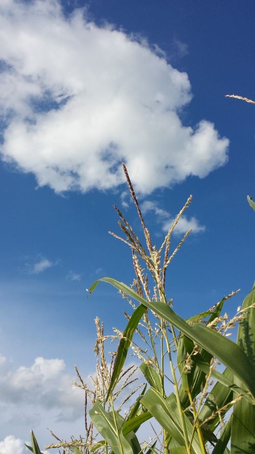 corn field of corn cloud