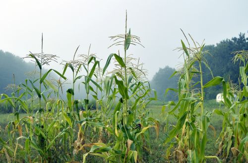 corn corn stalk stalk