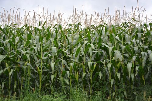 corn culture fields