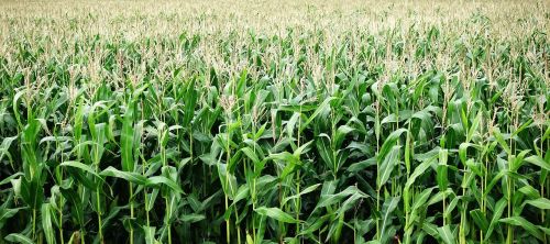 corn maize crop