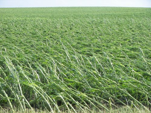 corn windblown field