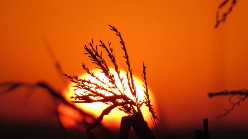 corn sol sunset