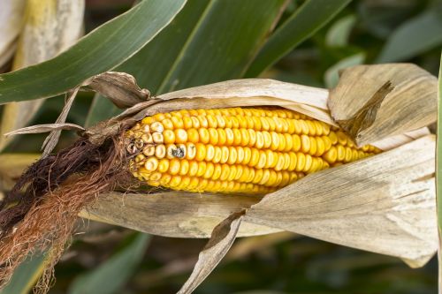 corn corn on the cob fodder maize