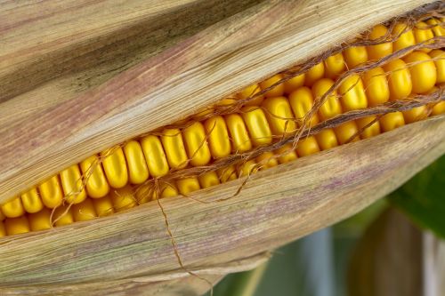 corn corn on the cob fodder maize