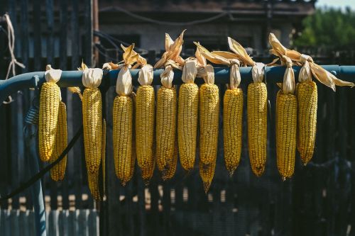 corn ears fodder