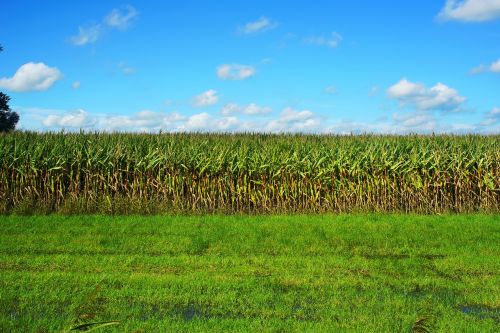 corn cornfield late summer