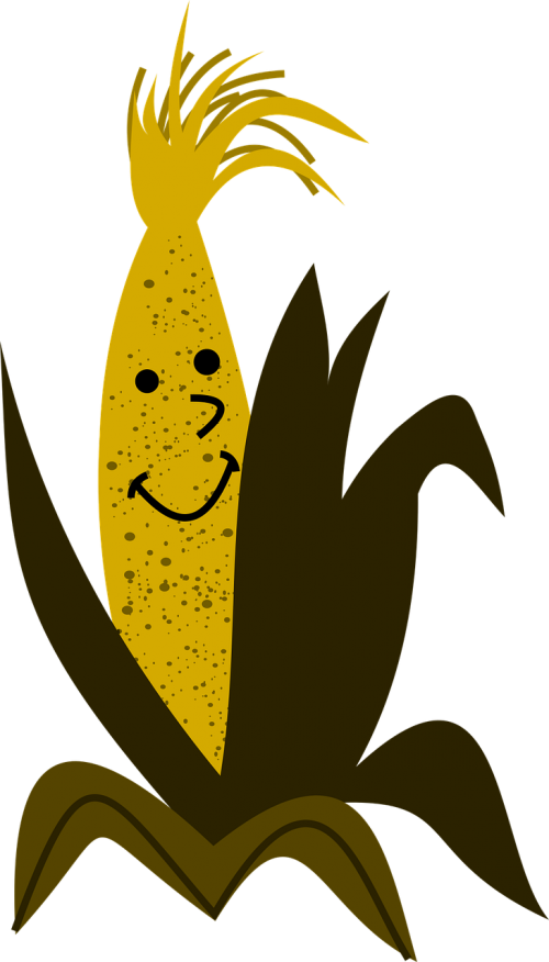 corn grain food