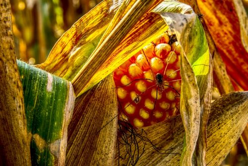 corn corn on the cob spider