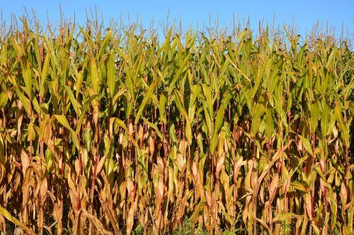 corn agriculture fields