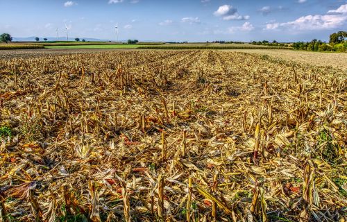 corn cut off harvest