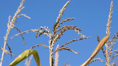 corn cornfield plant