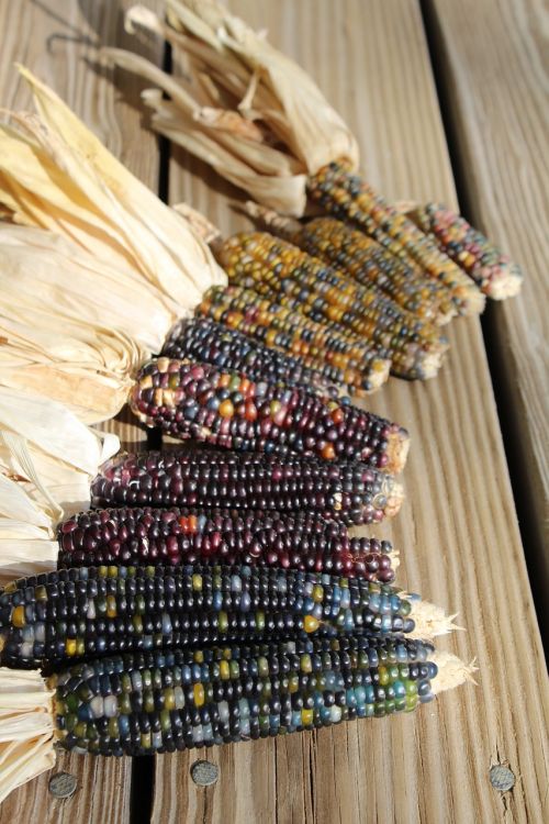 corn harvest colors