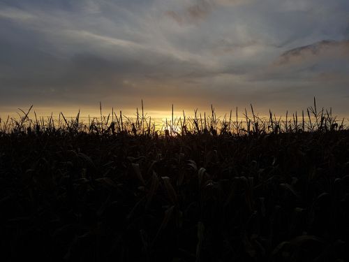 corn nature sun