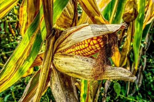 corn corn on the cob close