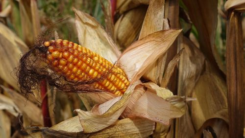 corn plant grains