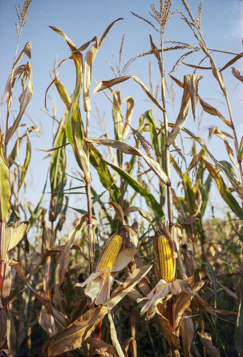 corn cob grain