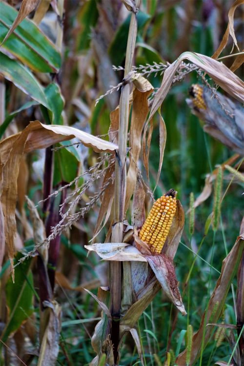 corn harvest corn on the cob