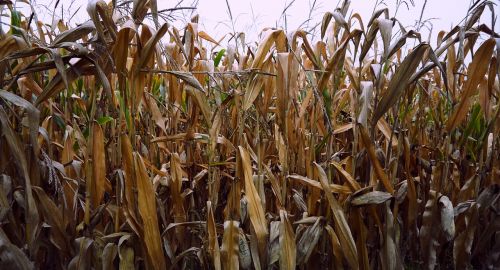 corn fall fields