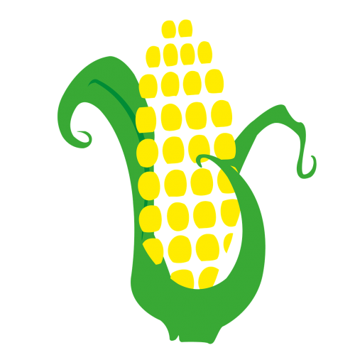 corn cob harvest