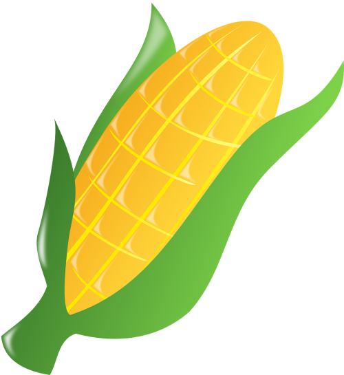 corn leaf fresh