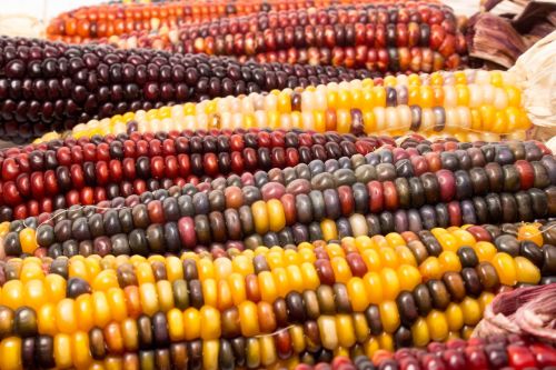 corn market hazelnut