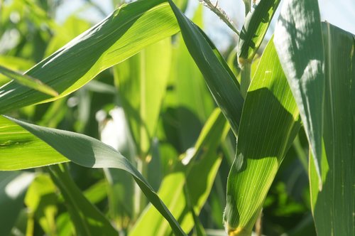 corn  field  cultivation