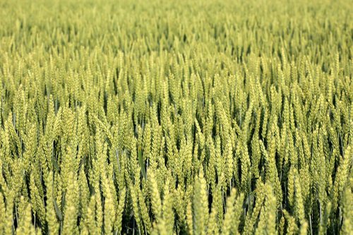 corn  wheat  field