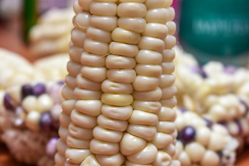 corn  cob  agriculture