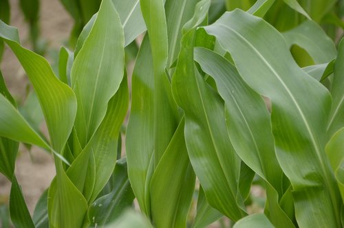 corn  corn field  culture