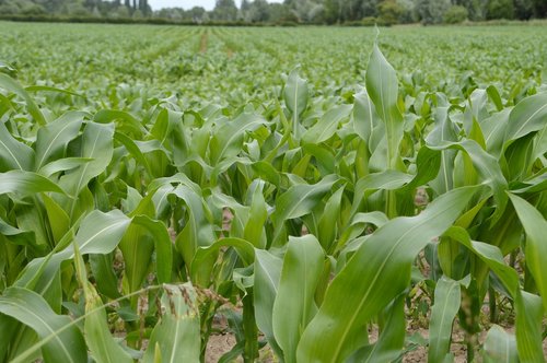 corn  corn field  field vegetables