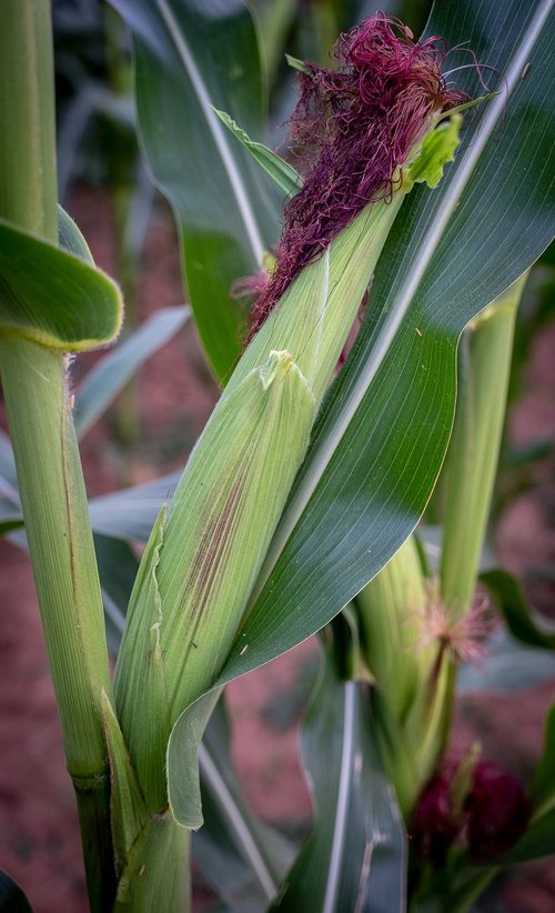 corn  corn on the cob  growth