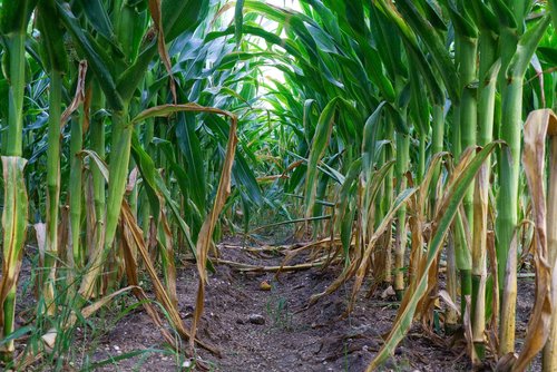 corn  food  plant