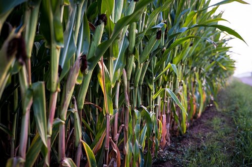 corn  corn on the cob  cornfield