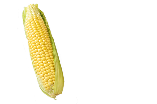 corn  maize  isolated