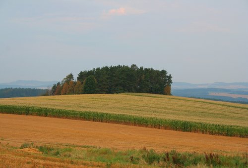 corn  field  czechia