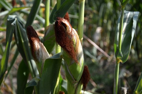 corn  plant  agriculture